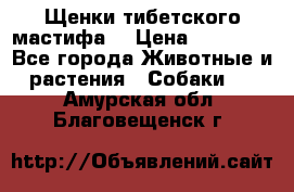 Щенки тибетского мастифа. › Цена ­ 30 000 - Все города Животные и растения » Собаки   . Амурская обл.,Благовещенск г.